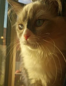 Decorative photo of Ragdoll cat looking out a window