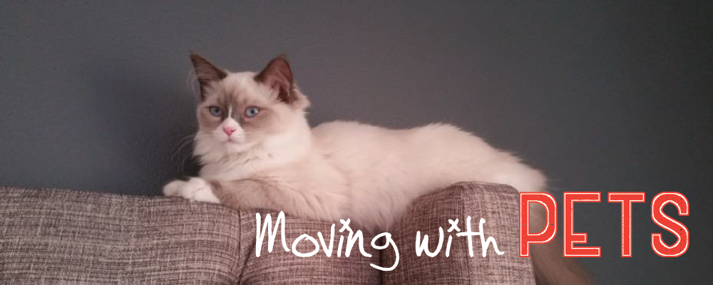 Title image for moving with pets. kitten on a headboard