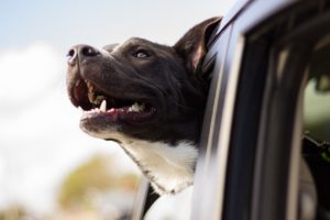 Decorative photo of moving pets with a dog sticking his head out of the window