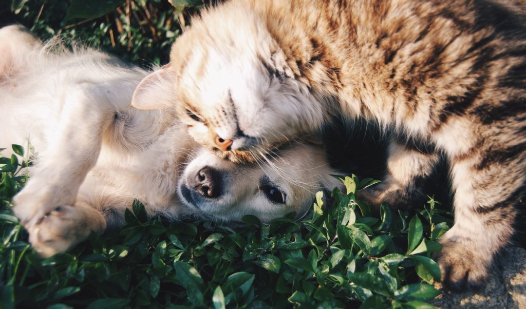 decorative photo of kitten and puppy cuddling in the grass